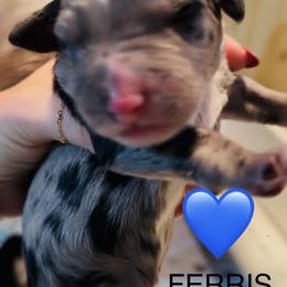 FERRIS - Merle male Sheepadoodle puppy in Buffalo, Minnesota from Fur-ever Doodles