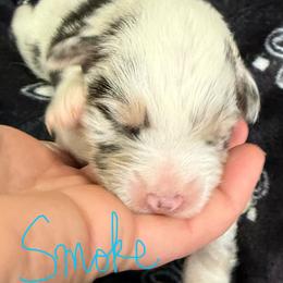 Smoke - Blue merle male Australian Shepherd puppy in Stanford, Kentucky from Red Feather Aussies
