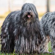 Bergamasco Sheepdogs from Windy Hill Bergamascos