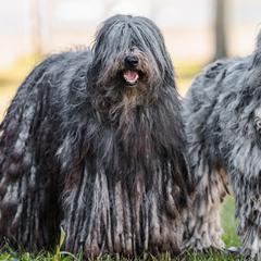 Bergamasco Sheepdogs from Windy Hill Bergamascos
