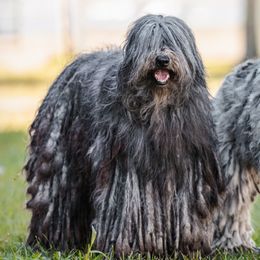 Bergamasco Sheepdogs from Windy Hill Bergamascos
