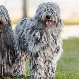 Bergamasco Sheepdogs from Windy Hill Bergamascos