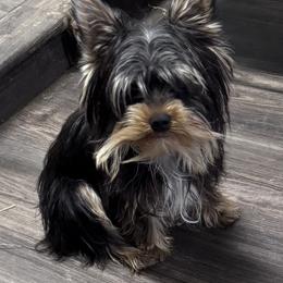 Cujo-Blue collar - Black and tan male Yorkshire Terrier puppy in Lampasas, Texas from Lone Star Yorkies Texas