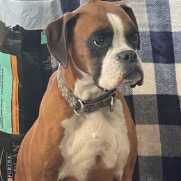 Tango - Boxer