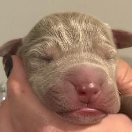 Conner - Silver male Great Dane puppy in Hutchinson, Kansas from Dappled Danes