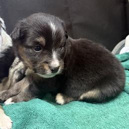 Aladdin - Black tri male Miniature Australian Shepherd puppy in Tecumseh, Oklahoma from Ashley's Aussies, LLC