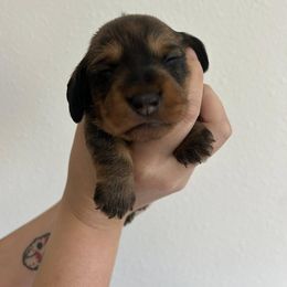 Dachshund Puppies from Katrina Strandburg