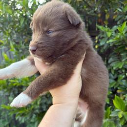 Texas - Red and white male Siberian Husky puppy in Warrenville, South Carolina from StormVale Siberian Huskies