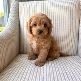 Kobe - Apricot male Cavapoo puppy in Burlington, Iowa from Pleasant Home Puppies