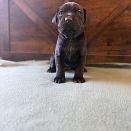 Cane Corso Puppies from Cowan Farms