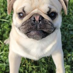Pugs from Yager Grumble South Texas Pugs