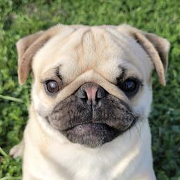 Pugs from Yager Grumble South Texas Pugs