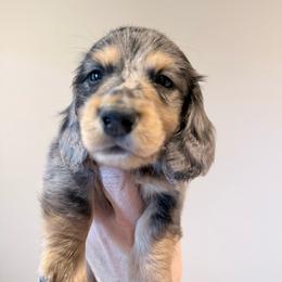 Luigi-FULL EUROPEAN - Dapple male Dachshund puppy in Town Creek, Alabama from Davinesse Miniature Dachshunds