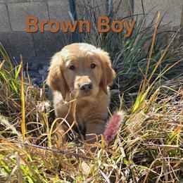 Golden Retriever Puppies from Sonoran Golden Retrievers