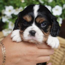 Lane - Tri-color male Cavalier King Charles Spaniel puppy in Lula, Georgia from Cavaliers by Crumley