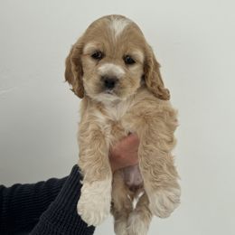Sky - Buff and white female Cockapoo puppy in Layton, Utah from Cookie Cocker Farms