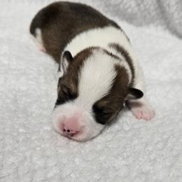 BOOMER - Sable male Pembroke Welsh Corgi puppy in Walker, Iowa from Double K Corgis