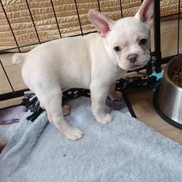 Moony - Cream male French Bulldog puppy in Elberta, Alabama from Old Orchard Farm