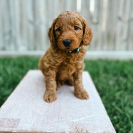Goldendoodle Puppies from Sweet T Doodles