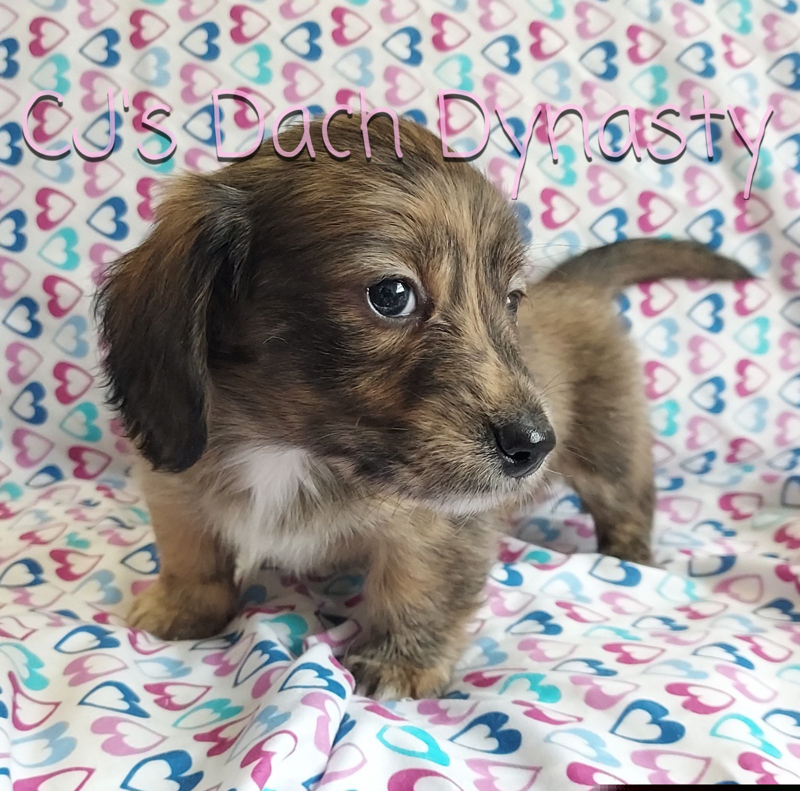 WREN 4000 - Brindle female Dachshund puppy in Gatesville, Texas from CJ's Dach Dynasty