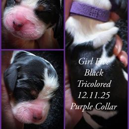 Girl 5 - Black white and tan female English Springer Spaniel puppy in Silverdale, Washington from TimberVale Springers