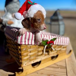 Boy 2 - Piebald Dachshund puppy in Deming, New Mexico from FoxieDoxies of New Mexico