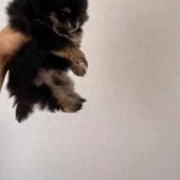Pomeranian Puppies from Pinky’Z House Of Poms