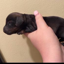 A - Wild boar male Dachshund puppy in Livingston, Kentucky from Illyria Dox & GSD