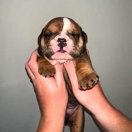 Beau - Red and white male Bulldog puppy in Ranson, West Virginia from EMR’s Bulldogs