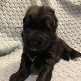 Helena Ravenclaw aka Raven - Black female German Shepherd puppy in Aurora, Illinois from Fairhaven German Shepherds