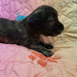 Mini Lena - Brindle female Dachshund puppy in Chesapeake, Virginia from Ari's Labradoodles
