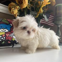 Boy 2 Little Luke - Gold and white male Shih Tzu puppy in Troy, Michigan from "Shihtzu Best Friend"
