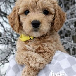 Baylor - Apricot female Goldendoodle puppy in Hendersonville, Tennessee from Ben's Best Buddy Goldendoodles