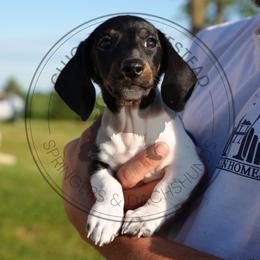 Nemo - Piebald male Dachshund puppy in Fond Du Lac, Wisconsin from Clucking Homestead Springers & Dachshunds