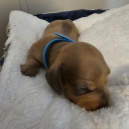 Meech - Chocolate male Dachshund puppy in Strong, Arkansas from Dachshunds R Us