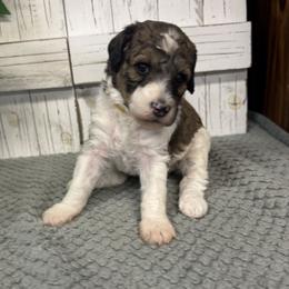 Chelsea's Yellow Collar Girl 2150 - Sable female Goldendoodle puppy in Alvin, Texas from JP Southern Doodles
