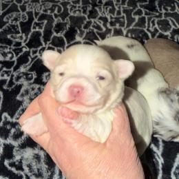 Marshall (lavender) - Silver male Chihuahua puppy in Seneca, Missouri from Stephanie’s Puppy Colony