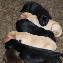 Snicker - Yellow female Labrador Retriever puppy in Camden, Indiana from Camden's Caring Canines