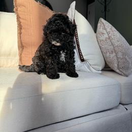 Lumi - Black female Poodle puppy in Pasorobles, California from MASION D'AVC