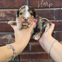 Harp - Chocolate merle male Bernedoodle puppy in Owasso, Oklahoma from Kallams Bernedoodles & Bernese Mountain Dogs