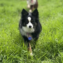 Bailey - Miniature Australian Shepherd