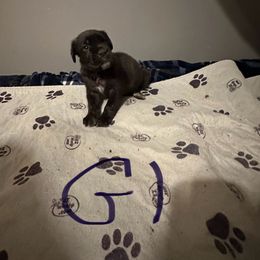 Girl 1 - Black brindle female Cane Corso puppy in Niota, Tennessee from DTM Cane Corso