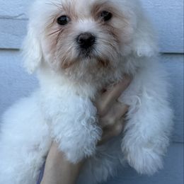 Fozzi - Cream male Shichon puppy in Kent, Washington from Mad Hatter Farm