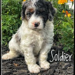 Assorted Doodle Crosses, Aussiedoodle, and Australian Shepherd Puppies from Faith, Feathers & FurBabies