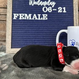 Black Tri Female - Black tri Toy Australian Shepherd puppy in Deridder, Louisiana from AussieSmiths