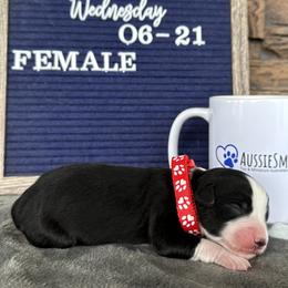 Black Tri Female - Black tri Toy Australian Shepherd puppy in Deridder, Louisiana from AussieSmiths