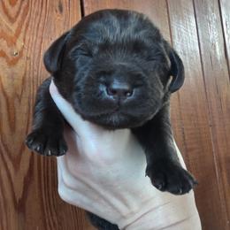 Chocolate Girl 3 - Chocolate female Labrador Retriever puppy in Andrews, South Carolina from Leyland Cypress Retrievers
