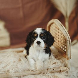 Cavalier King Charles Spaniel and Cavapoo Puppies from The Cav Family