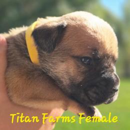 Yellow - Fawn female Cane Corso puppy in Yale, Michigan from Titan Farms