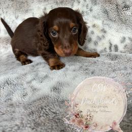 Dachshund Puppies from CSW Dachshunds